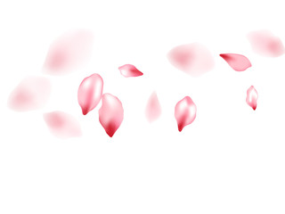 Obraz premium Pink sakura flower flying petals isolated on white vector background.