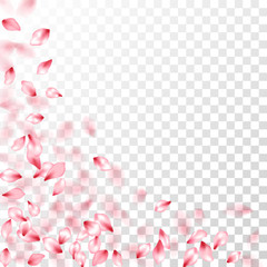 Japanese cherry petals on transparent background.