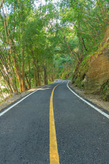 Asphalt walk way path road route through forest in national park