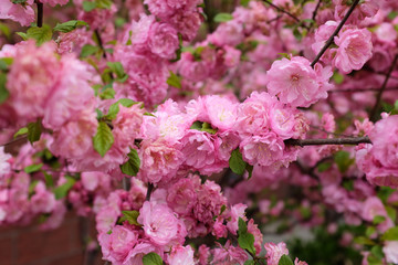Beautiful Pink Cherry Blossom Flowers in spring