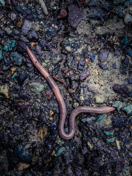 Earthworm
