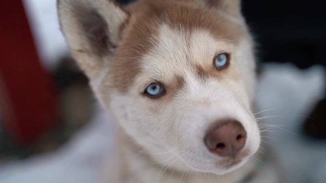 Dog siberian husky on winter background. FullHD high detailed footage. Shot on sony A7iii camera.