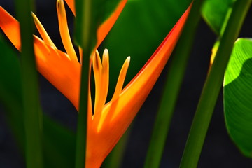 Bright, beautiful tropical flower on green foliage background 