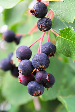 A Cluster Of Ripe Saskatoon Berries Hanging In Summer