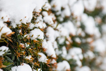 Bushes of evergreen shrubs covered with snow during the winter.