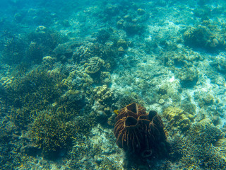 Coral reef diversity top view. Tropical seashore underwater photo. Extinct coral reef. Sea bottom perspective landscape