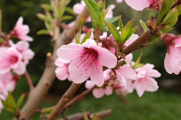 Fototapeta na wymiar Beautiful Pink Cherry Blossom Flowers in spring
