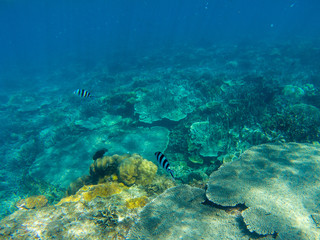 Tropical fish in coral reef. Seashore underwater photo. Coral fish in wild nature. Sea bottom perspective landscape