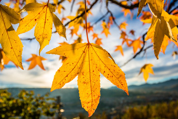 Autumn yellow colorful leaf on a branch.