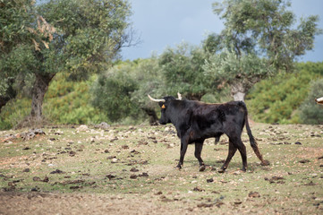 spanish black  young bull in  paddock. Andalusia, Spain