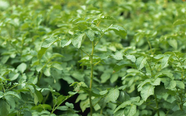 Plant potatoes on a bright day