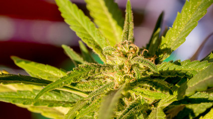 Cannabis Weed Critical + 2.0 Marijuana Bud Macro In garden 