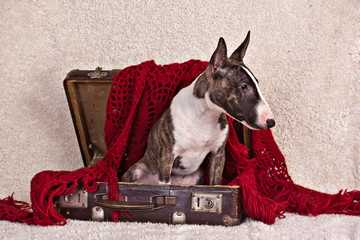 Dog breed mini bull terrier sitting in old vintage suitcase