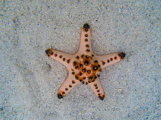 Natural starfish on white sand in sea water. Tropical sea water during low tide. Seashore underwater animal.