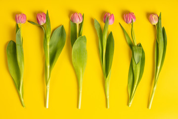 Pink tulips on yellow background, flat lay
