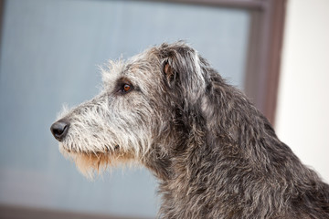 Dog breed  irish wolfhound portrait on white background