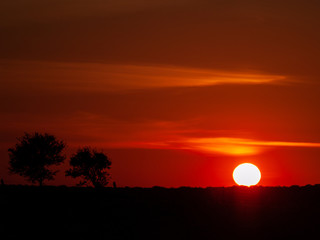 Romantic orange sky at the sunset with few clouds and chemtrails in the dehesa and tree silhouette