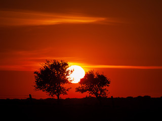 Romantic orange sky at the sunset with few clouds and chemtrails in the dehesa and tree silhouette