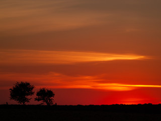 Fototapeta na wymiar Romantic orange sky at the sunset with few clouds and chemtrails in the dehesa and tree silhouette