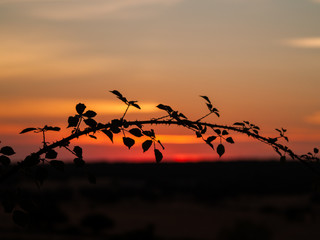 Romantic orange sky at the sunset with few clouds and chemtrails in the dehesa and tree silhouette