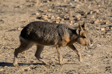 Mara o Liebre de la Patagonia