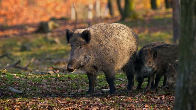Wild boar mother with children