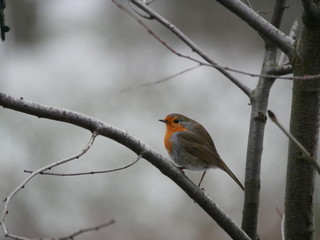 Rotkehlchen (Erithacus rubecula)