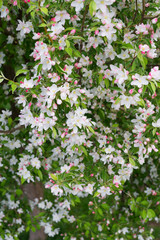 Fototapeta premium Sprig of apple trees with spring flowers of pink color
