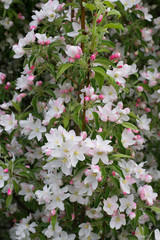 Blooming apple tree in spring day with pink flowers