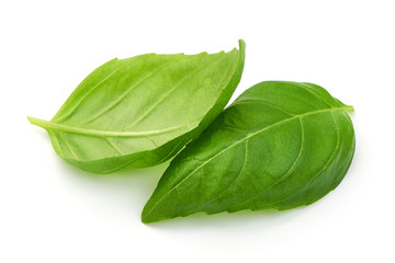Leaves of fresh basil, close up, isolated on white background