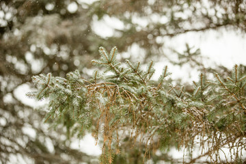 Pine Tree Branch with Snow