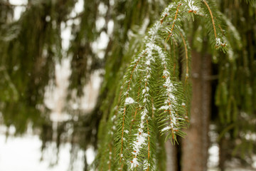Pine Tree Branch Covered in Snow