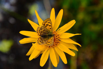 Schmetterling auf Arnika