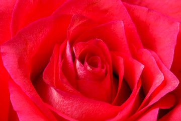 Rose flower macro. Background.