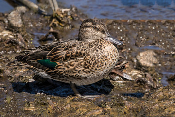 Fototapeta premium Male Mottled Duck (ANAS fulvigula) swimming