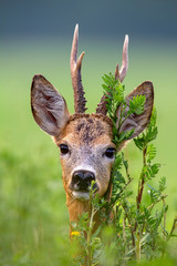 Detail of head of roe deer, capreolus capreolus, buck in summer. Close-up of wild roebuck in nature.