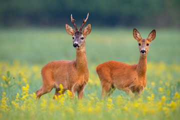 Reeën, capreolus capreouls, paar int bronstseizoen staren op een veld met gele wilde bloemen. Twee wilde dieren die dicht bij elkaar staan. Liefdesconcept.