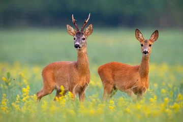 Keuken foto achterwand Pistache Reeën, capreolus capreouls, paar int bronstseizoen staren op een veld met gele wilde bloemen. Twee wilde dieren die dicht bij elkaar staan. Liefdesconcept.