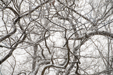 Obraz premium Abstract Branches