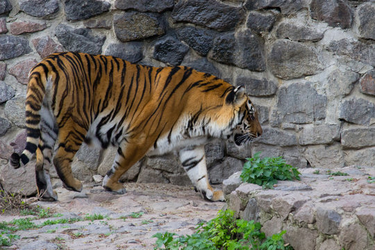 Siberian tiger walking on a summer day