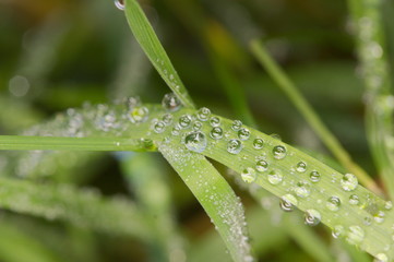 Fresh green grass with dew drops closeup. Nature Background