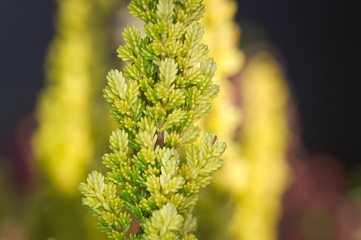 Green cypress tree, macro
