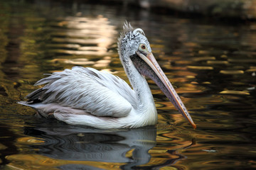 The Dalmatian pelican (Pelecanus crispus) is swimming in the lake