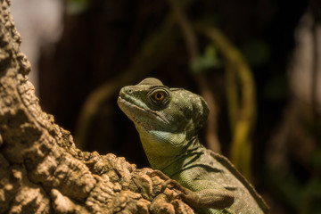 Basilisk