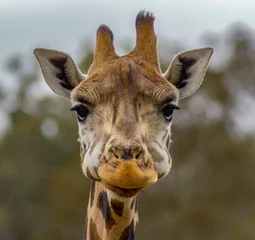 Gardinen Head of a giraffe in a Zoo © Martin