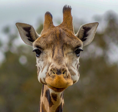 Head of a giraffe in a Zoo