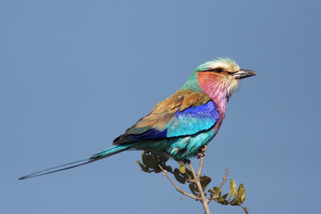Lilac-breasted Roller (Coracias caudata) sitting on the top of bare branch of a tree with a blue background in typical position