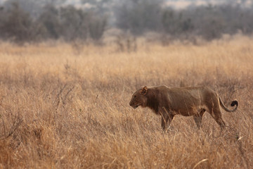 The male lion (Panthera leo) walking in the beautiful south african savanna in the morning