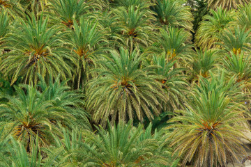 Palmowy las © Boena