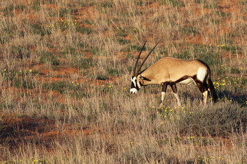 The gemsbok or gemsbuck (Oryx gazella) is eating grass in the desert
